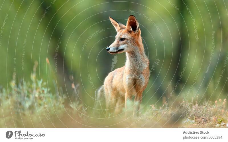 A young red fox stands elegantly in a forest clearing its gaze fixed on something in the distance Fox wildlife nature standing animal juvenile natural habitat