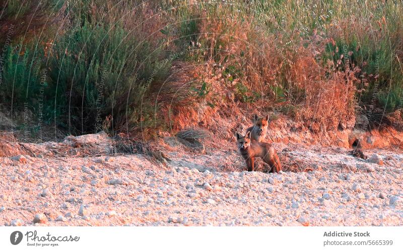 Two red fox cubs play in a dry pebbly clearing at the edge of a dense shrubbery in the soft glow of dusk Fox wildlife nature forest baby animal natural habitat