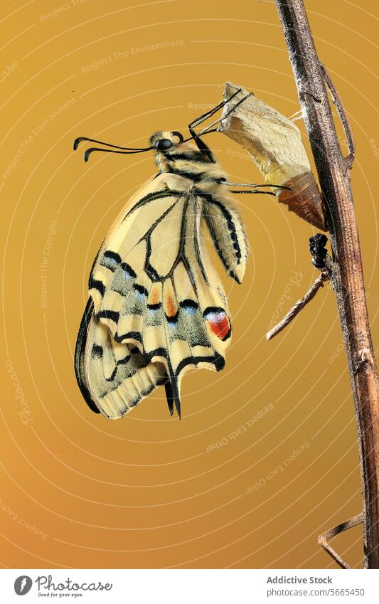 Newly emerged Papilio machaon butterfly drying its wings beside its chrysalis on a twig against a mustard yellow background emergence macro insect metamorphosis