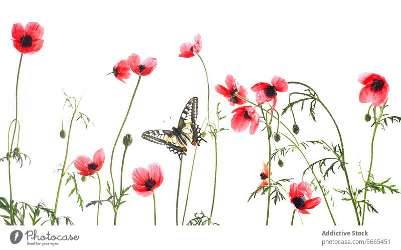 A striking Old World swallowtail butterfly flutters among delicate red poppies on a clean white background poppy nature insect floral spring garden macro