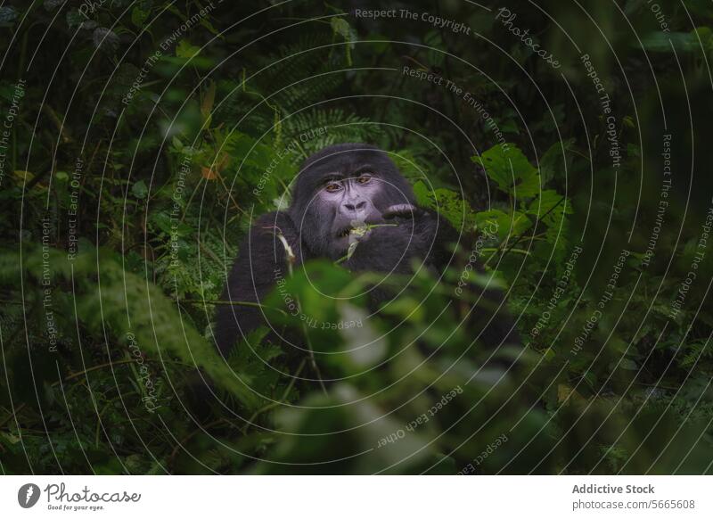 A mountain gorilla with a reflective gaze is nestled within the dense greenery of Bwindi Impenetrable Forest Gorilla impenetrable forest national park Uganda