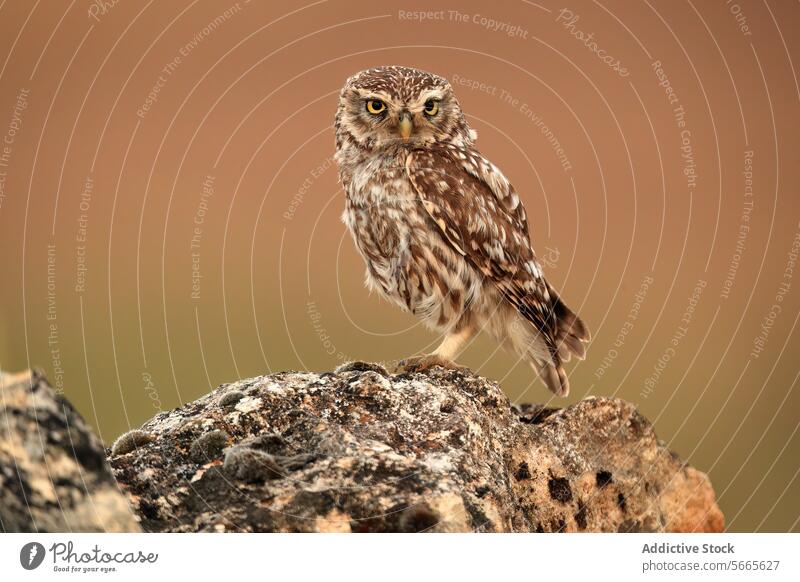 A detailed portrait of a small owl perched on a lichen-covered rock with a soft focus background Owl wildlife nature bird feather animal avian outdoor