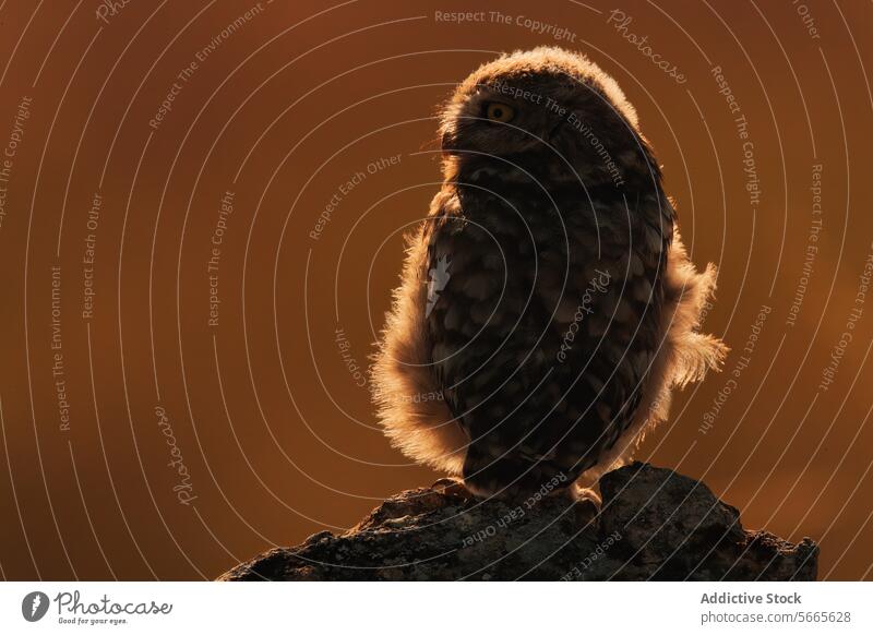 A silhouetted small owl perched on a rugged stone against a warm golden backdrop of the setting sun Owl dusk golden hour wildlife nature bird predator raptor