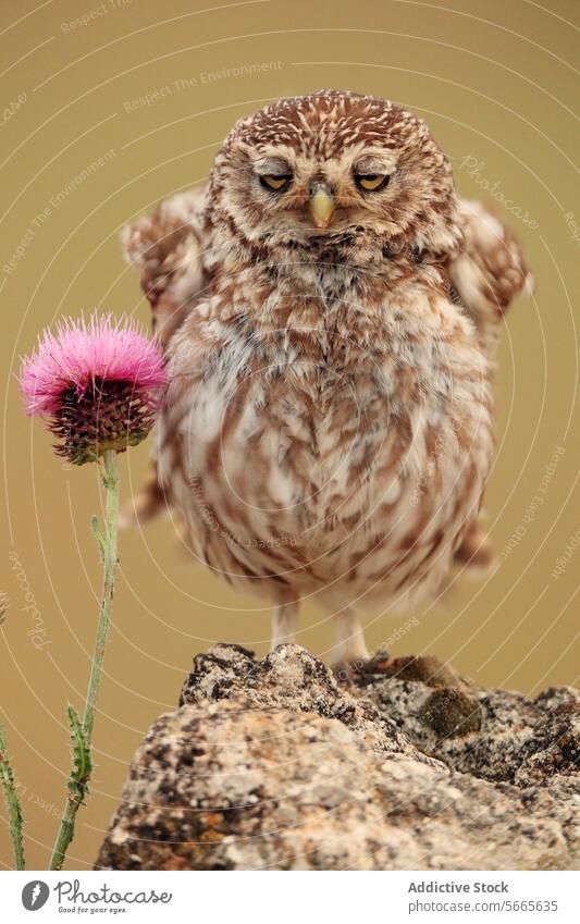 Sleepy small owl with closed eyes standing on a rocky surface next to a vibrant thistle Owl sleepy eyes closed pink wildlife nature bird feather animal avian