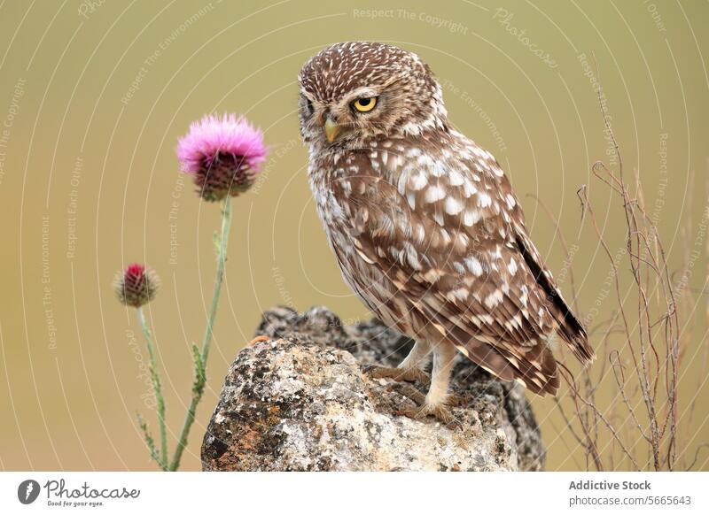A small owl gazes intently perched beside a pink thistle flower on a rocky outcrop Owl wildlife nature bird feather animal avian day outdoor tranquil peaceful