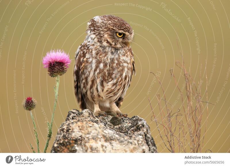 A vigilant small owl stands beside a purple thistle on a rocky outcrop blending with the natural tones of the landscape Owl wildlife nature bird feather animal