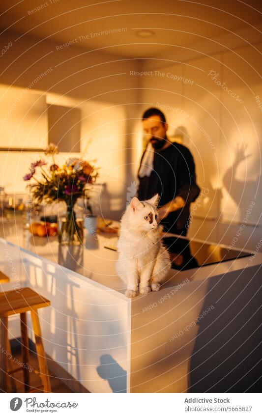 A white cat with blue eyes and a black spot on its head sitting on a counter with a man in the background indoor pet fluffy animal domestic feline home kitchen