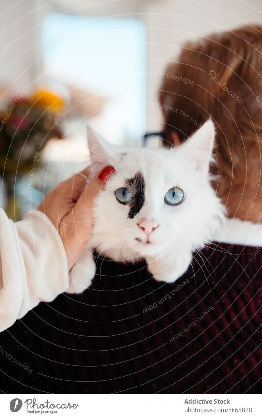 Close-up of a white cat with blue eyes being held and gazed at by a cropped unrecognizable person close-up holding affection pet domestic animal feline love
