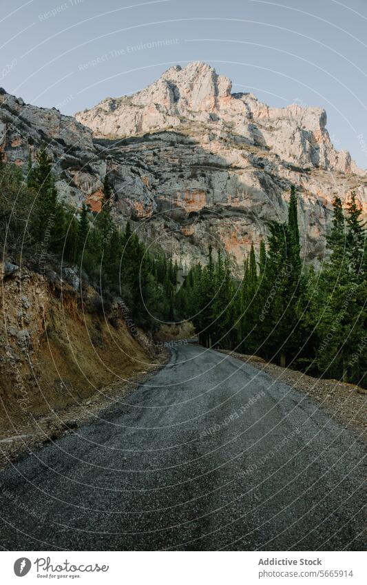 A serene gravel road winding through a forested area leading to a majestic mountain peak nature outdoor landscape travel scenic adventure wilderness exploration