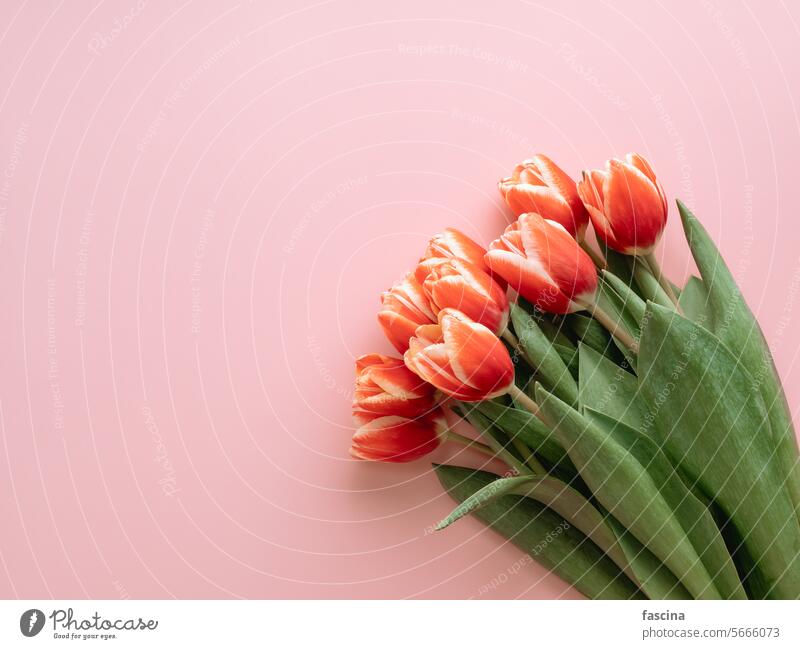 Bunch of red tulip on pink background bouquet of tulips springtime bunch tulips background aesthetic flower beautiful copy space champagne march beginning