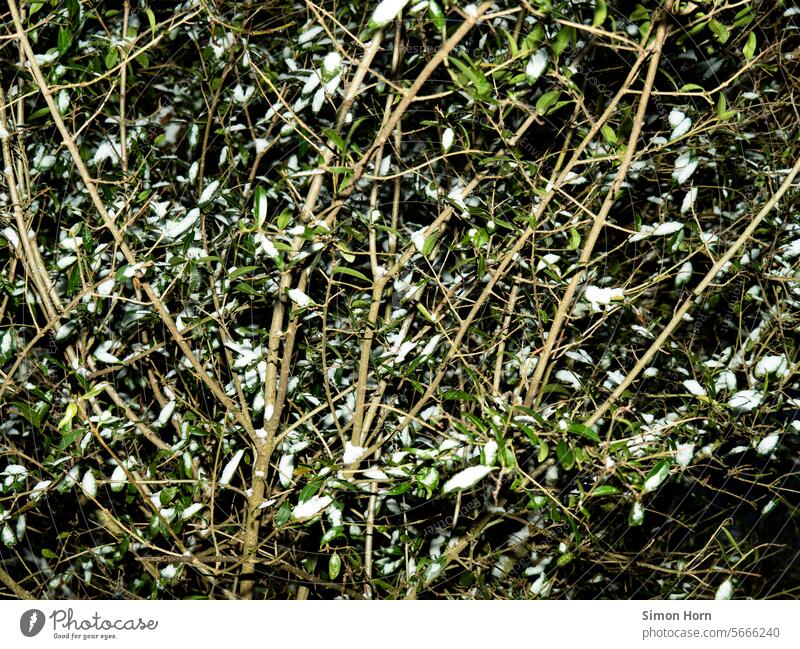 There is scattered snow in dense bushes shrubby tight branches Branches and twigs Snow Isolated residual snow Branchage Branched Cold Night Pattern Abstract