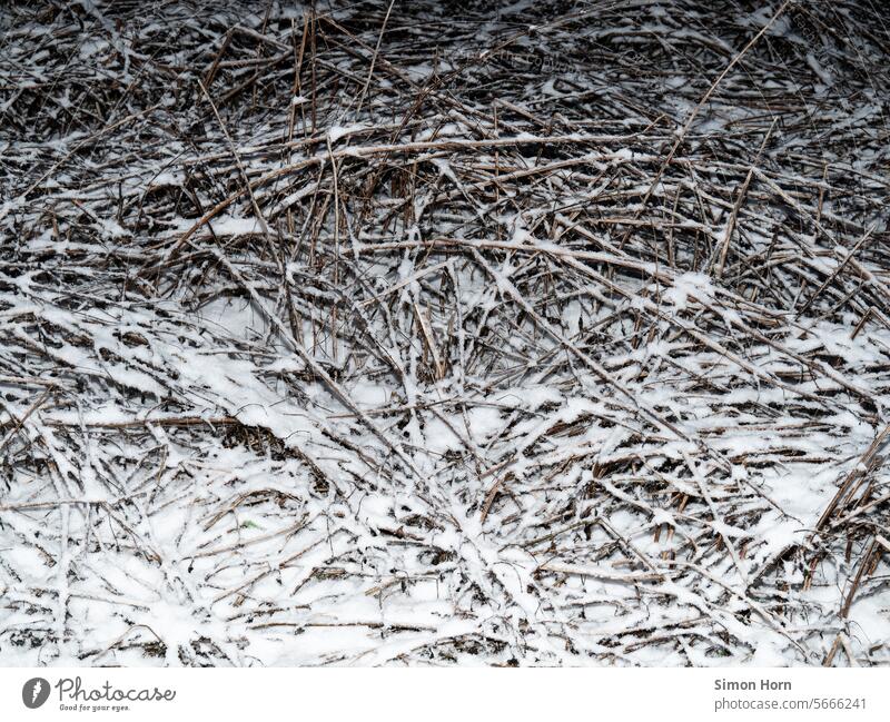 abstract branch landscape with snow in the dark at night shrubby tight branches Branches and twigs Snow Isolated residual snow Branchage Branched Cold Night
