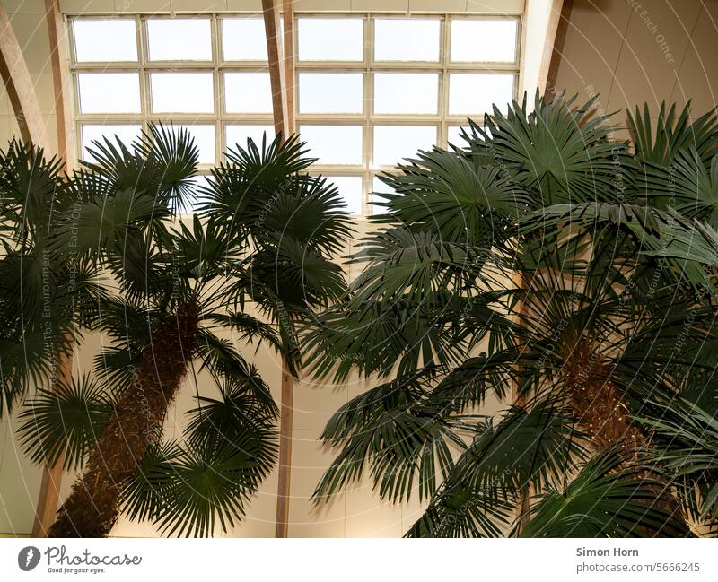 Palm trees under a skylight in a shopping center Skylight Light opening Window area palms Shopping malls Exotic Moody Exceptional Ambient Shopping experience