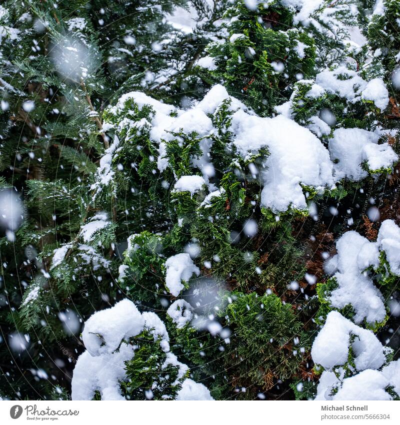 Snow, snowfall and snow cover Snowfall Snowflake Winter Cold Exterior shot Tree Colour photo Winter mood Weather Deserted snowflake white and green