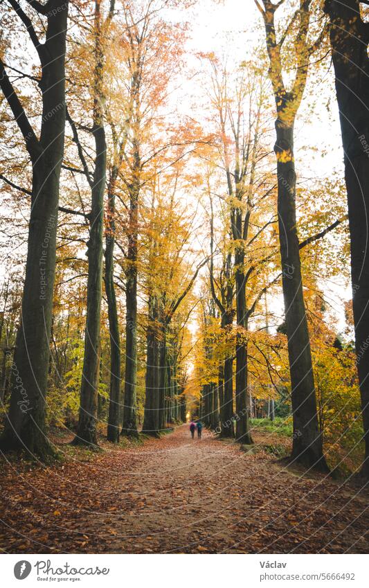Walk through the colourful autumn forest in the Brabantse Wouden National Park. Tree avenue with orange leaves in the Sonian forest brabantse wouden