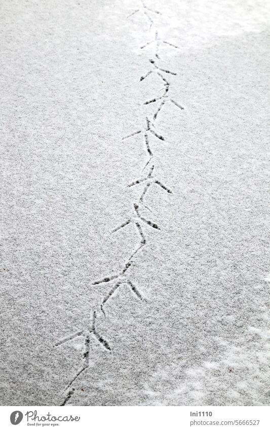 Tracks on the ice Winter Lake frozen Animal Trace Animal Feet Bird Heron Maintain balance Thin snow cover Animal tracks Imprint