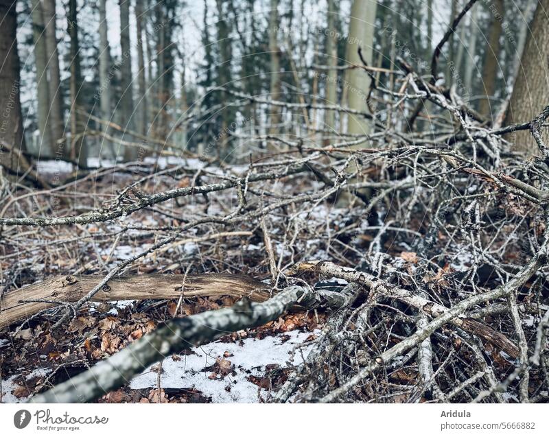 Get rid of it! | No, better leave it! | Dead wood in the forest Log Forest Winter Woodground dead branches twigs trees Twigs and branches Tree Change Habitat