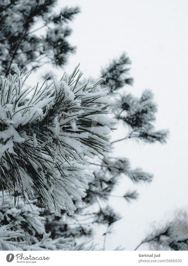 Pine branches in the snow leaves Snow Winter Stone pine cold season Cold Nature naturally Tree winter landscape winterly mood winterly silence