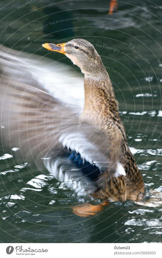 Duck with flapping wings Colour photo Nature Movement motion blur Animal Pond Exterior shot