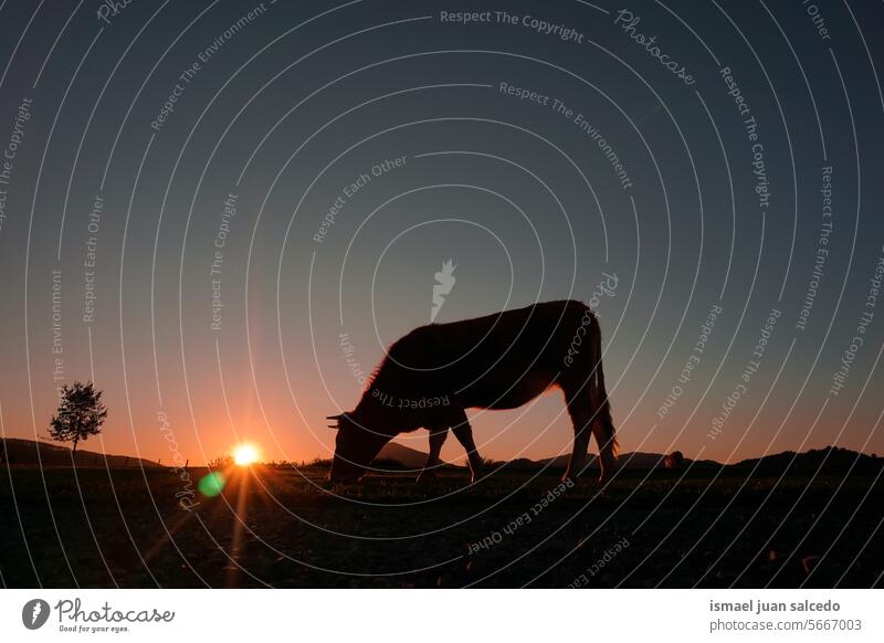 cow shadow silhouette in the countryside and sunset background sunlight animal animal themes wild nature cute beauty elegant wild life wildlife rural