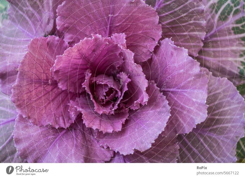 Close-up of an ornamental cabbage. Vegetable vegetables red cabbage Cabbage Coleslaw food Eating food products Healthy vitamins health structure Kitchen