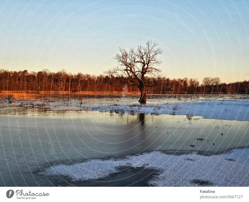 A bare tree stands on a flooded meadow, frozen by the frost. Morning is just dawning, spreading the warm light of sunrise. Ice Frost Cold Winter Frozen Freeze