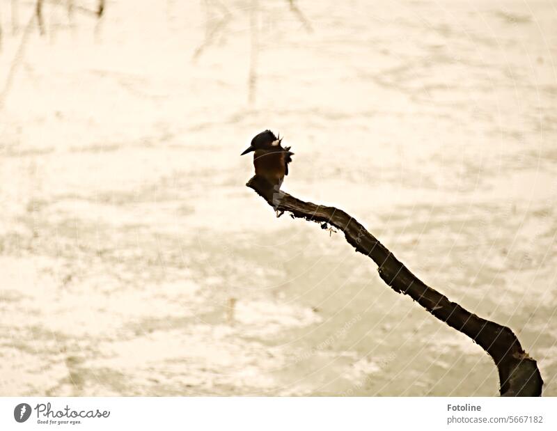 A small kingfisher sits on a branch by the water. Its feathers are being blown by the wind. Its silhouette can be seen beautifully in the morning light. Bird