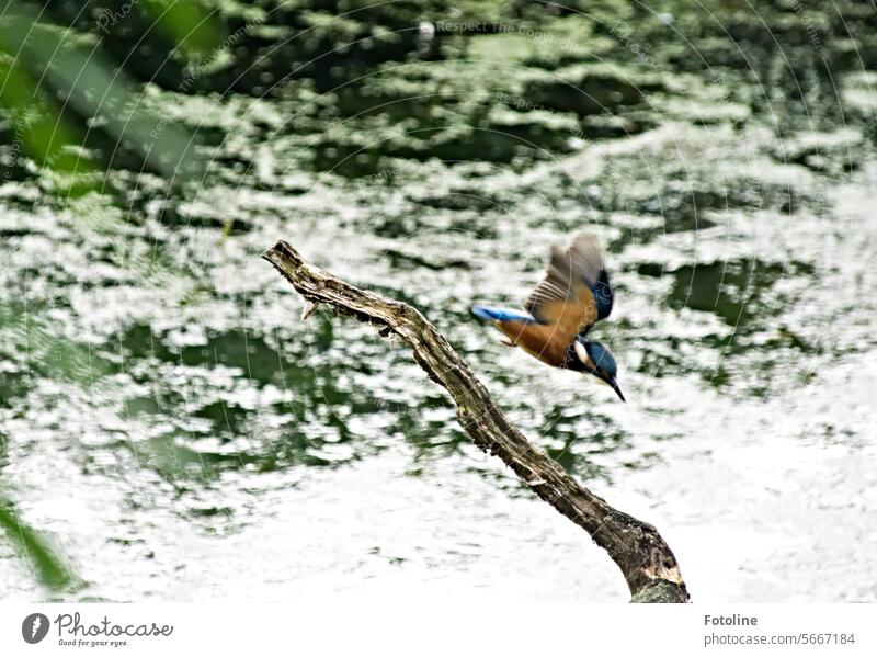 The kingfisher goes hunting at the lake. Quick as an arrow, it shoots down into the water. Bird Animal Colour photo Wild animal Beak Day Small