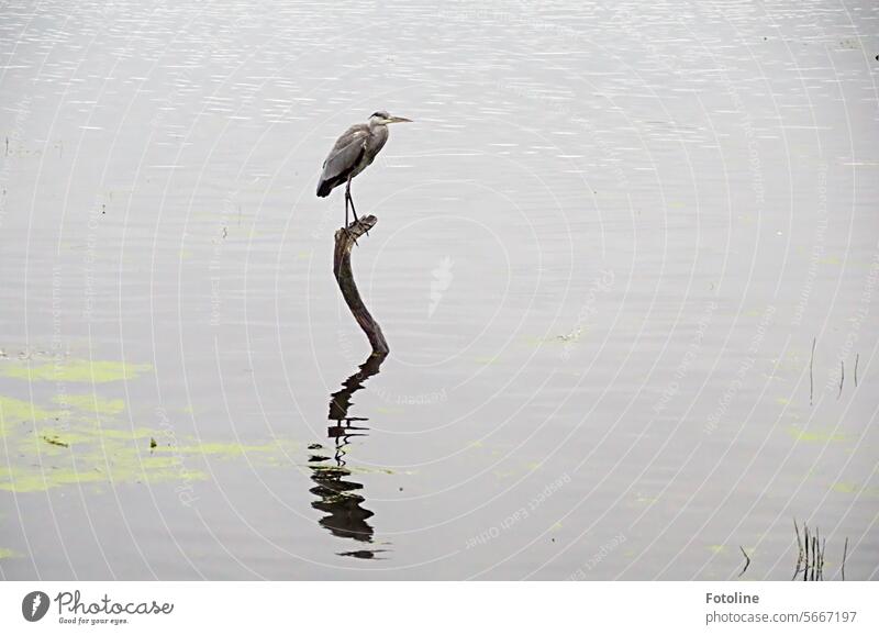 R for heron - A gray heron perches lonely on a branch jutting out of the lake. Distorted, it is reflected in the rippling water. Heron Bird Animal Wild animal 1