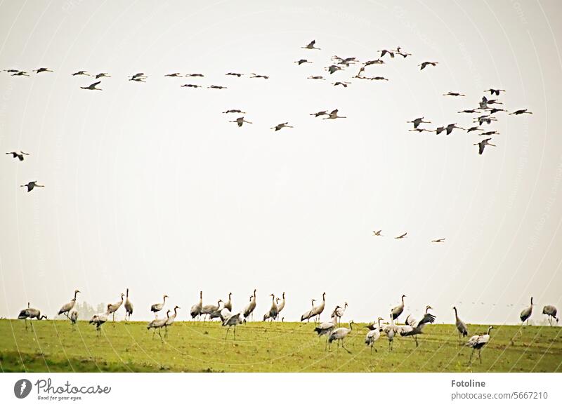 Cranes upon cranes. Many of these wonderful birds have already landed and are standing in a meadow, another flock is just about to land. Migratory birds Sky