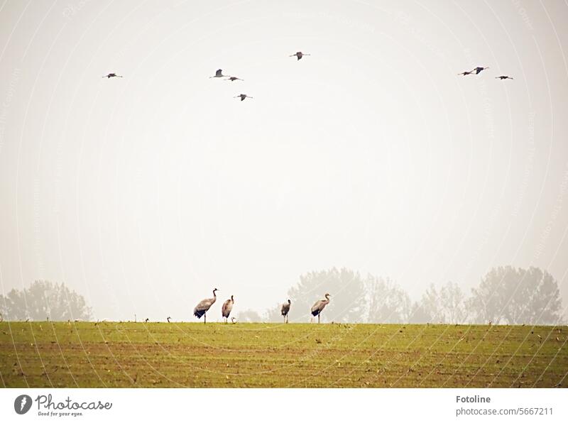 A small group of cranes stands in a meadow. Other birds fly over the group. Cranes Migratory birds Sky Flying bird migration Flock of birds Flight of the birds