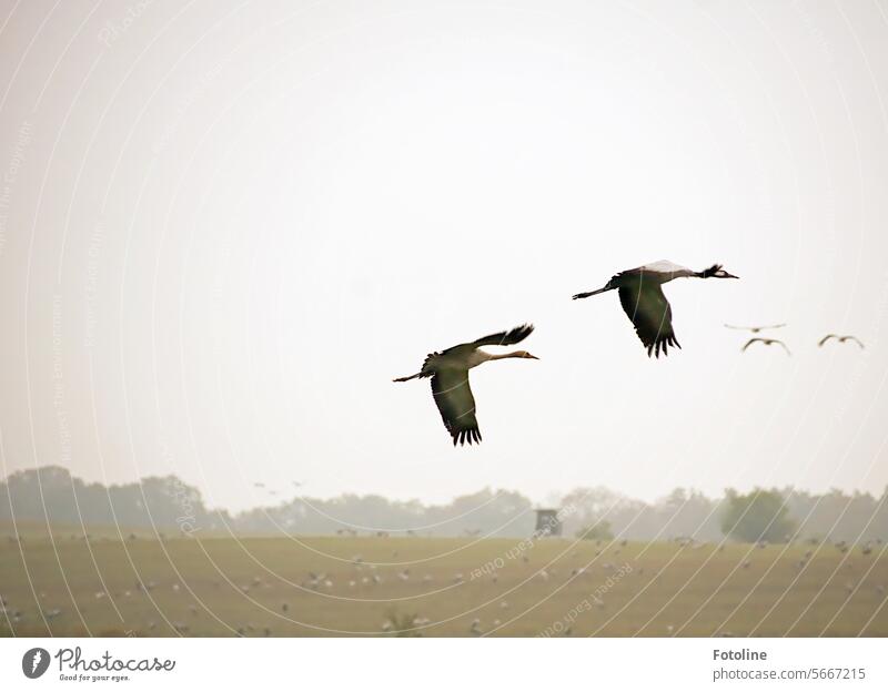 Cranes fly over a field where many other birds are already standing. Bird Migratory bird Migratory birds Sky Wild animal Autumn Freedom Exterior shot Flock