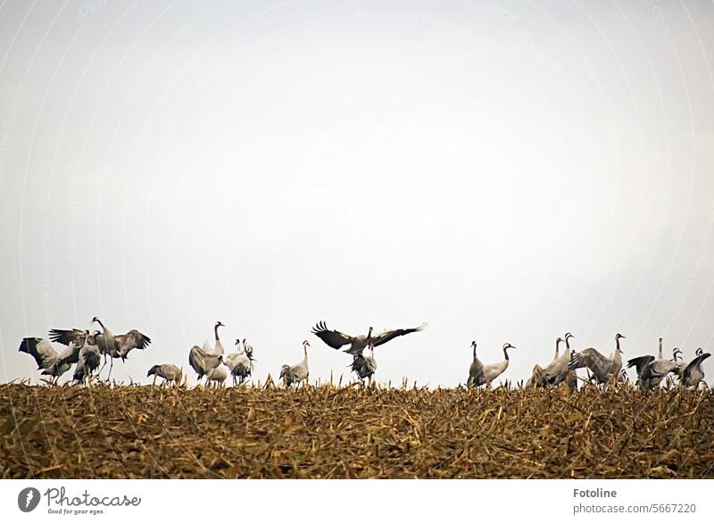 Cranes make a guest appearance in a harvested field. I was able to watch some birds dancing. Bird Sky Wild animal Exterior shot Animal Freedom naturally