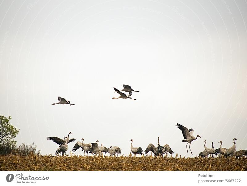 The cranes fly and dance elegantly. They are wonderful! Crane Bird Sky Wild animal Exterior shot Animal Freedom naturally Migratory bird Autumn bird migration