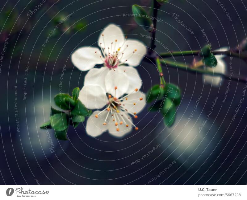 Fruit tree blossoms Spring Blossom leaves Tree branches twigs Fruit trees White Blossoming Stamen