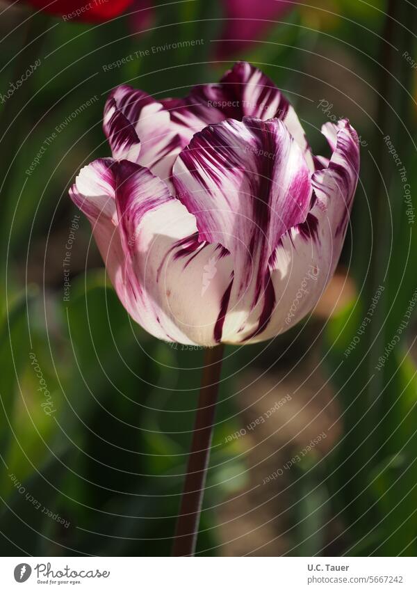Bicolor tulip Tulip dark red White Two-tone backlit Back-light Flower Blossom