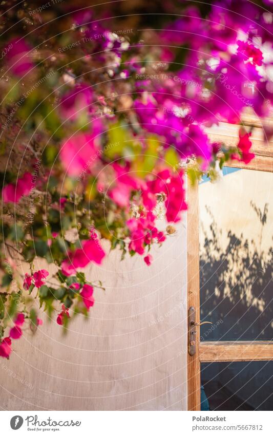 #A0# Bougainvillea and its Mediterranean flair Summer Summer vacation Spain Bougainvillea flowers Bougainvillea plant bougainvilleaflowers purple Plant