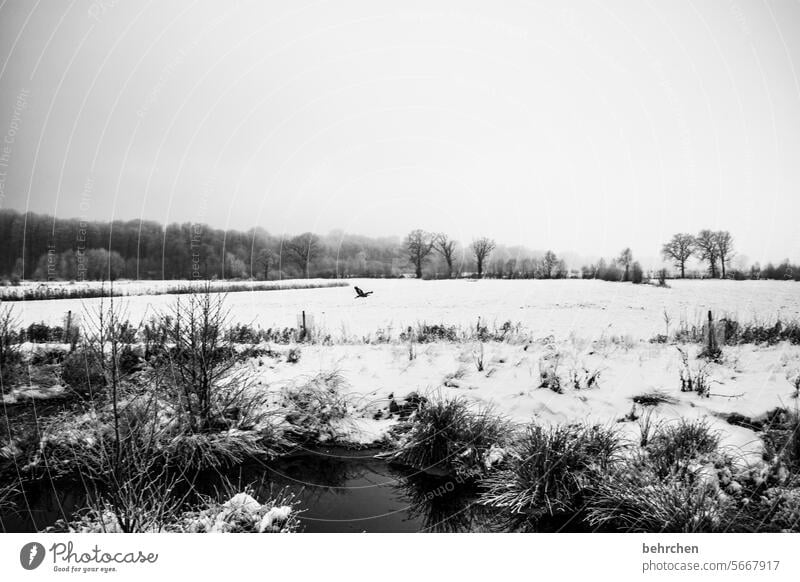 winter love Black & white photo Snowfall White Nature Field Cold winter landscape trees Frost Landscape Winter chill Freeze Seasons Weather silent Idyll Frozen