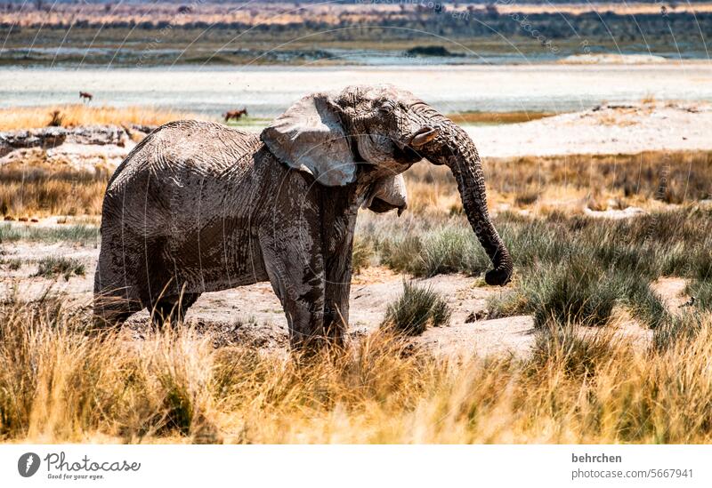 r as in ... | giant trunk Animal portrait Animal protection especially Love of animals Waterhole Landscape Nature Grass Impressive Freedom Africa wide