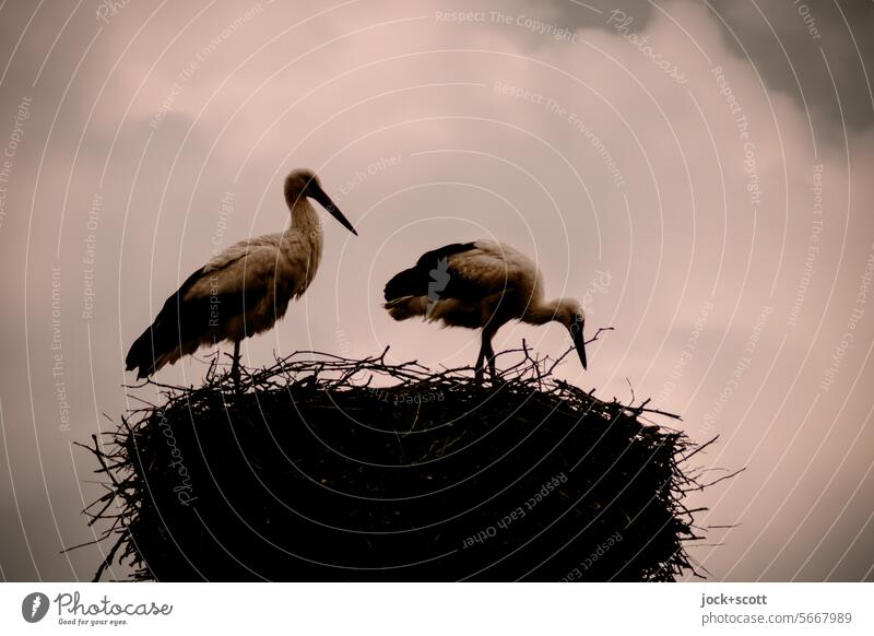Mating season for storks Stork Bird Animal Wild animal Nest Sky Pair of animals Authentic Safety (feeling of) Together Relationship Love and security