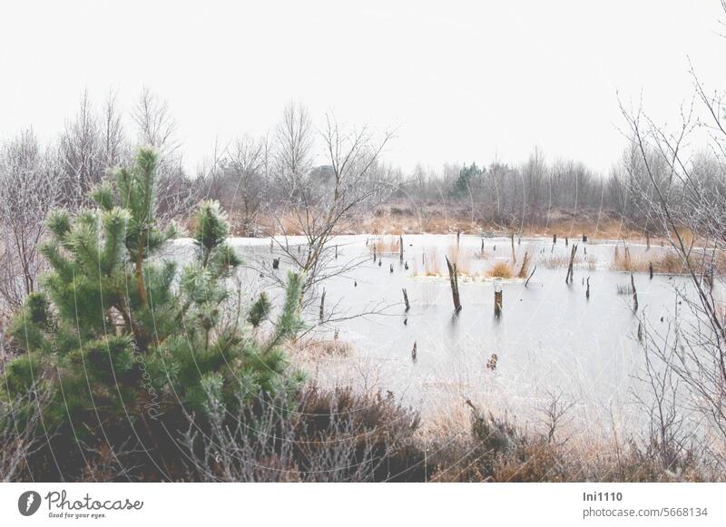 Bog pond in winter Nature Landscape Winter silent tranquillity Frost cloudy weather Water ponds frozen Rough Bushes birches heather Jawbone dead Tree stumps