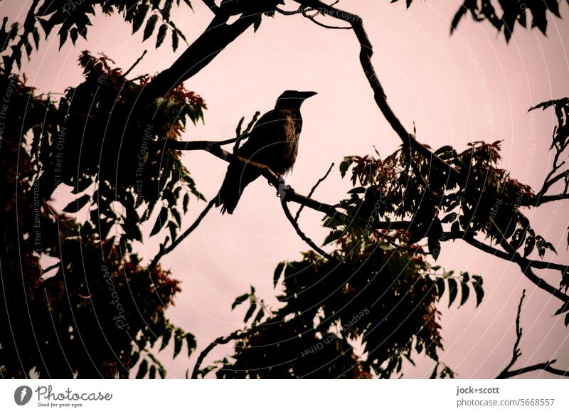 There is a bird sitting on the branch Bird Silhouette Nature Depth of field Back-light leaves Structures and shapes Shadow Contrast Cloudless sky birdwatching