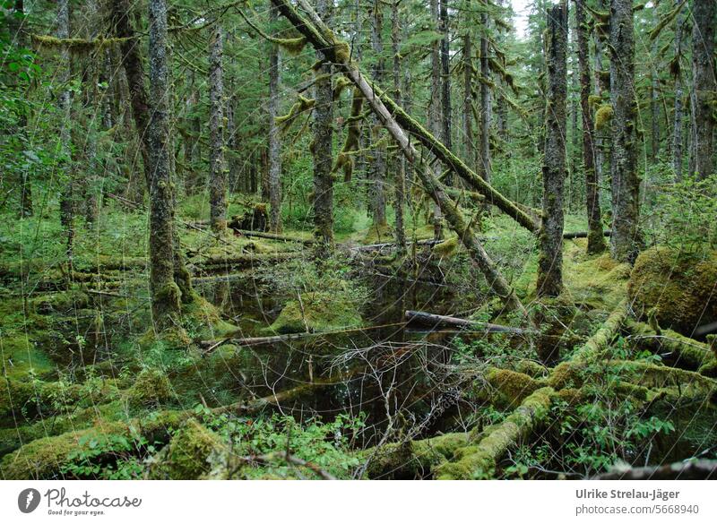 Alaska / rustic forest of Bartlett Cove Tree trunk Quaint overgrown mossy untreated Green Forest naturally Old livelihood Nature Growth Becoming and misdeeds