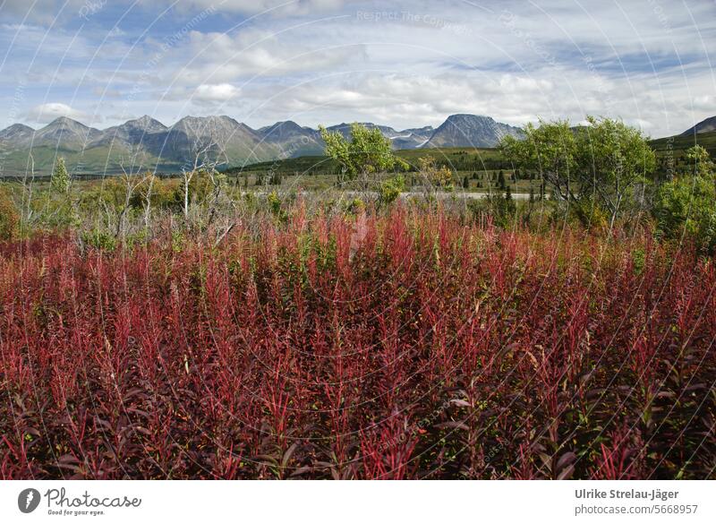 Alaska | red flaming willowherb in front of a mountain landscape Autumn Red Willowherb mountains Mountain landscape Far-off places wide Sky fair weather clouds