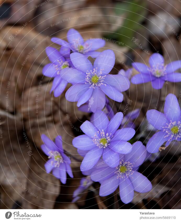 flowering plant, uncultivated, nature, springtime, plant, blue, blossom, liverwort, outdoor, forest, photography, no people, close-up, spring, hepatica season
