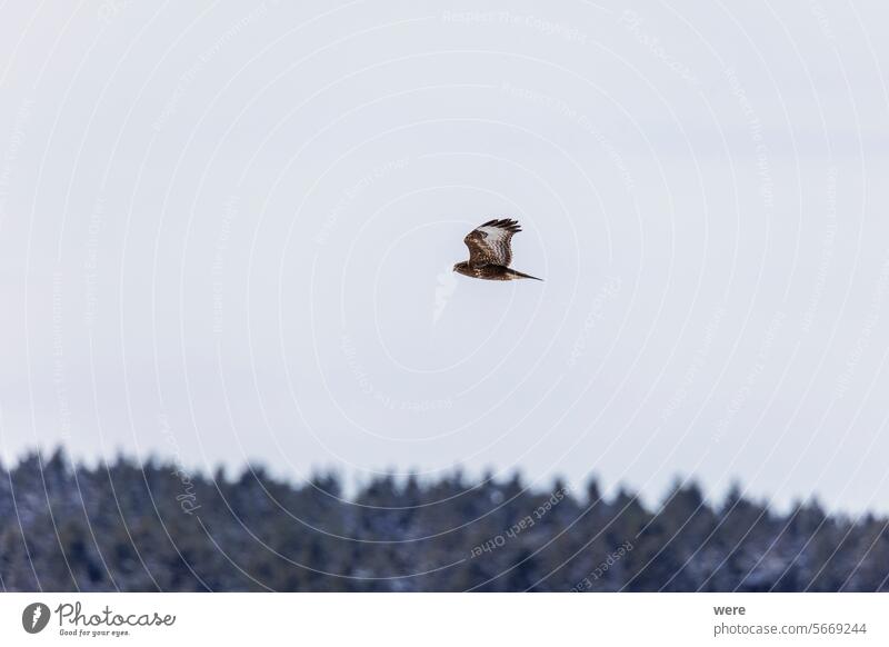 Common buzzard in a snowy field in winter Animal Buteo Hunter animal themes bird of prey building a snowman cold common falconry fancy hunting free majestic