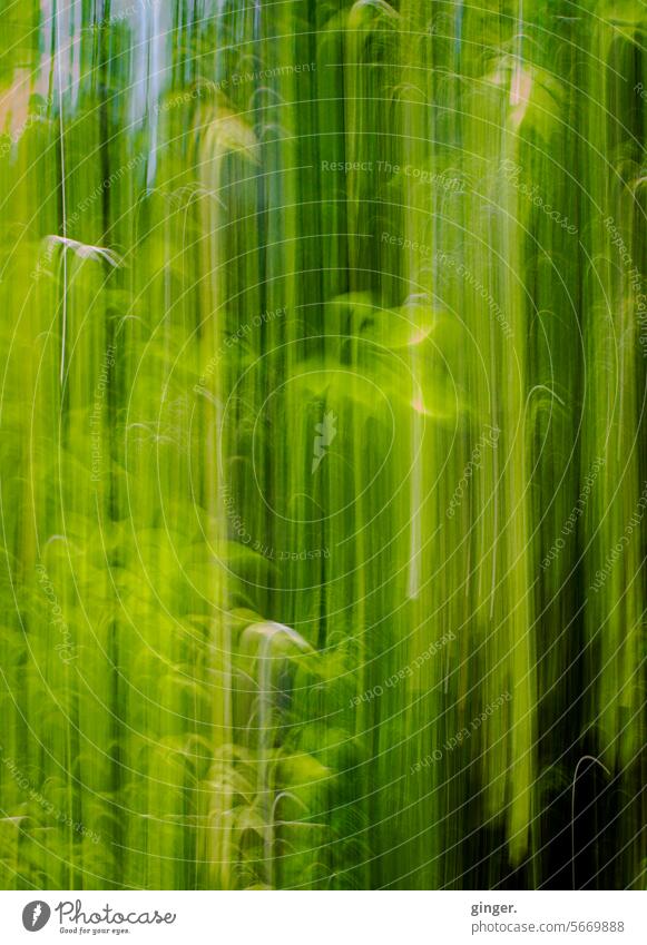 Green shooters - long exposure Yellow blurred blurriness Nature daylight natural light differently plants Bright green elongated Abstract Long exposure moved