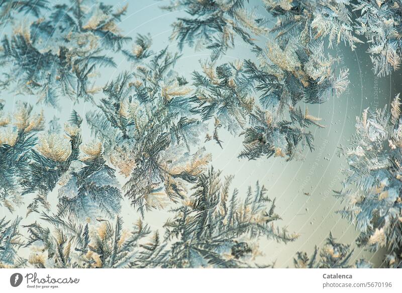 Ice flowers on the window pane Season Winter winter chill Winter mood Frost ice crystals pretty Frozen Nature structure Blue Day daylight