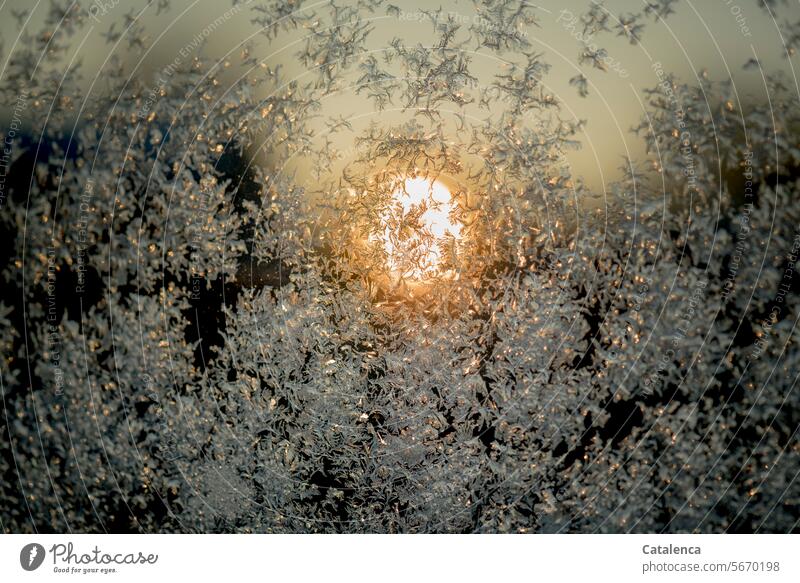 The sun rises on a freezing cold morning daylight Day structure Nature Frozen pretty chill ice crystals Ice Frost Winter mood winter Season Frostwork