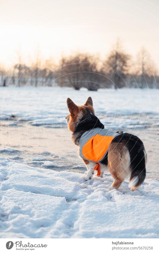 Corgi dog lady with high visibility vest standing in snowy landscape looking towards the morning sun corgi Dog Welsh Corgi Winter Snow road safety Road safety